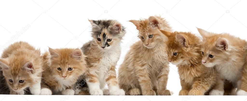 Red Maine coon kitten isolated on white