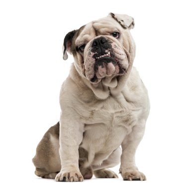 İngilizce bulldog üzerinde beyaz izole