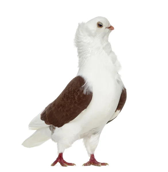 Pombo alemão velho da coruja isolado no branco — Fotografia de Stock