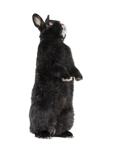 Conejo negro aislado en blanco — Foto de Stock