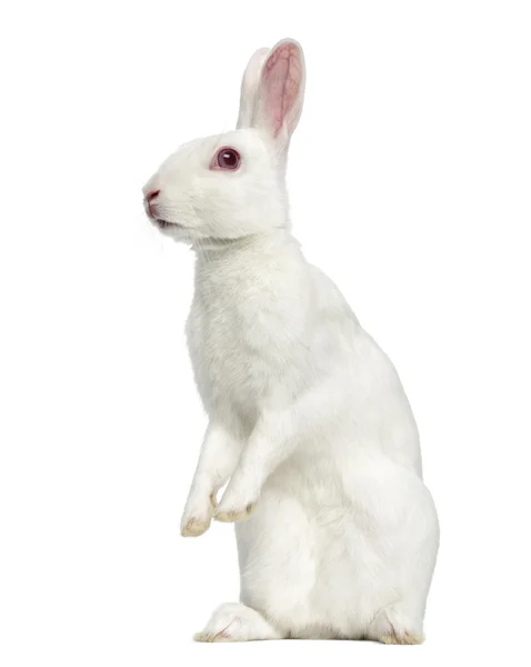 กระต่ายอัลบิโนสีขาวแยกจากสีขาว — ภาพถ่ายสต็อก
