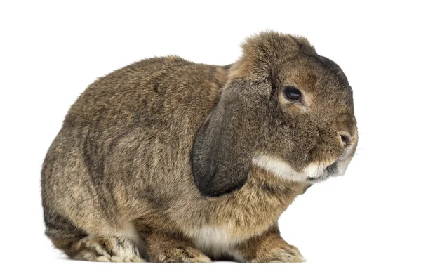 German Rabbit Ram isolated on white — Stock Photo, Image