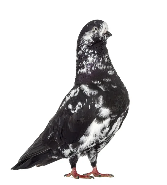 Zwarte Toon Vliegtippler Pigeon geïsoleerd op wit — Stockfoto