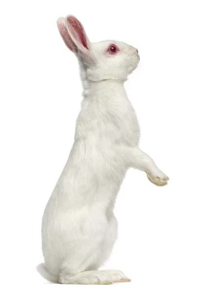 Albín bílý zajíc izolované na bílém — Stock fotografie