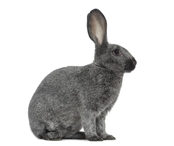 Argente rabbit isolated on white — Stock Photo, Image