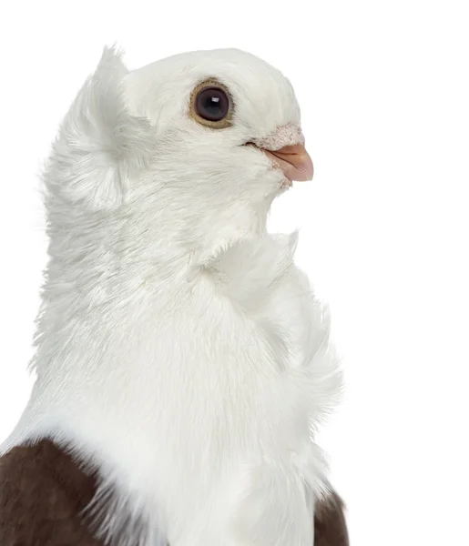 Old German Owl Pigeon isolated on white — Stock Photo, Image