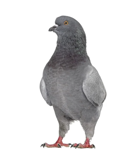 Černý král holub izolované na bílém — Stock fotografie