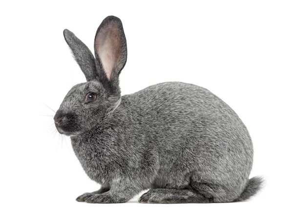 Argente rabbit isolated on white — Stock Photo, Image