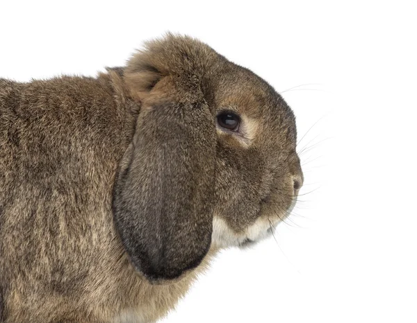 German Rabbit Ram isolated on white — Stock Photo, Image