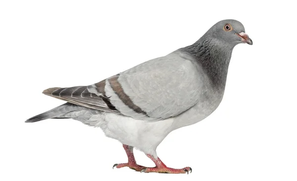 Texaanse pionier Pigeon geïsoleerd op wit — Stockfoto