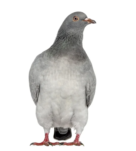 Texaanse pionier Pigeon geïsoleerd op wit — Stockfoto