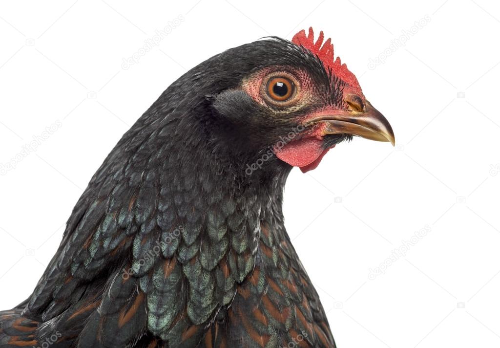 barnevelder kip dubbel-geregen geïsoleerd op wit — stockfoto