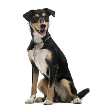 Çapraz-doğurmak köpek üzerinde beyaz izole