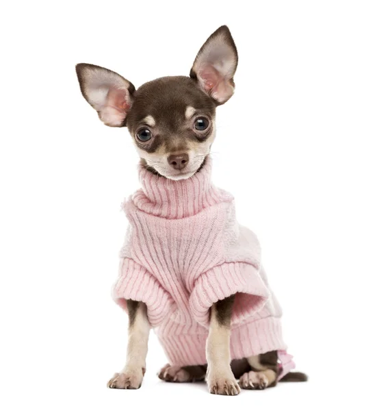Chihuahua pup geïsoleerd op wit — Stockfoto