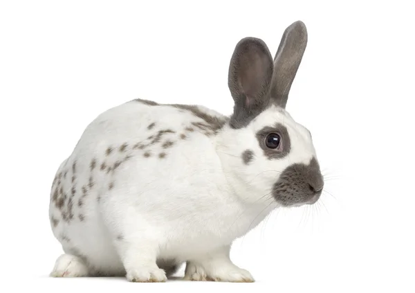 Černý oheň králík izolované na bílém — Stock fotografie
