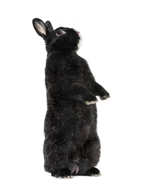 Черный кролик, изолированный на белом — стоковое фото
