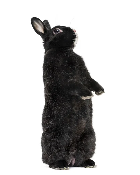 Black Rabbit isolated on white — Stock Photo, Image