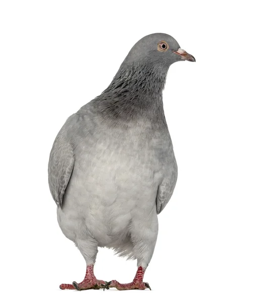 Texan Pioneer Pigeon isolated on white — Stock Photo, Image