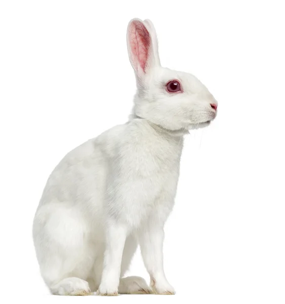 White albino hare isolated on white — Stock Photo, Image