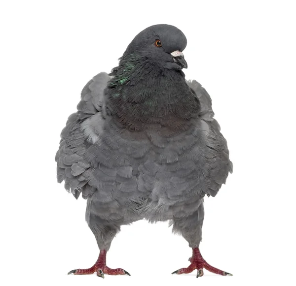 Černý král holub izolované na bílém — Stock fotografie