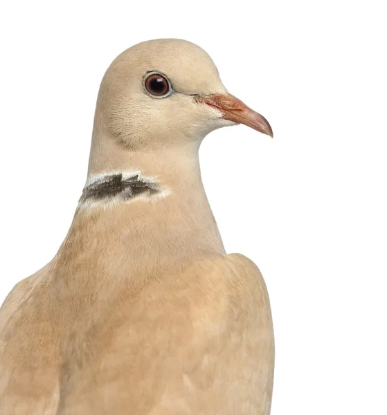 Paloma de cuello africano aislada en blanco — Foto de Stock