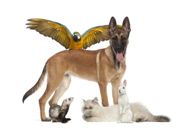 Beyazlar üzerinde izole edilmiş bir grup hayvan