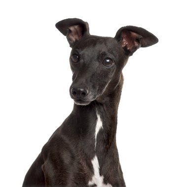İtalyan beyaz izole Greyhound