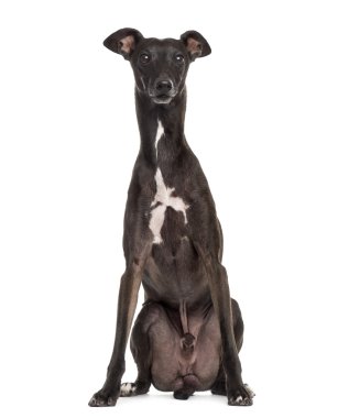 İtalyan beyaz izole Greyhound