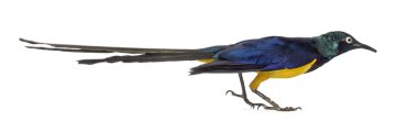 Altın Breasted Starling beyaz izole
