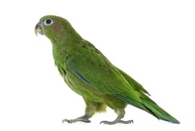 Beyaz izole pileated papağan