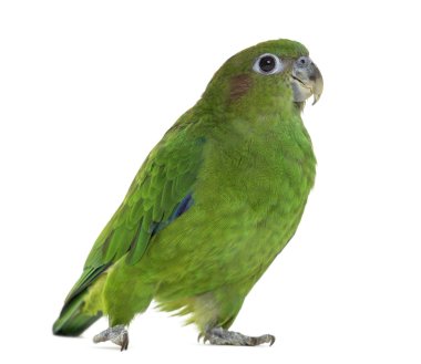 Beyaz izole pileated papağan
