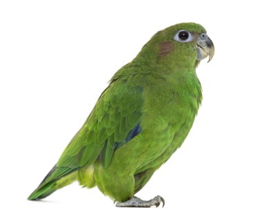 Pileated Parrot isolated on white clipart