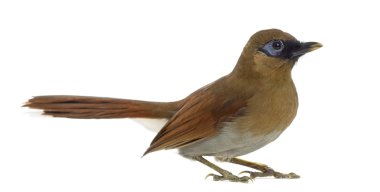 Gri yüzlü beyaz izole Laughingthrush