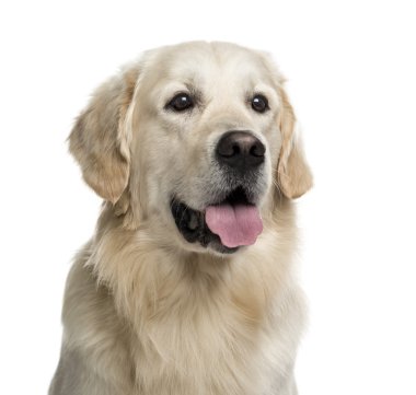 Golden Retriever beyaz üzerine izole