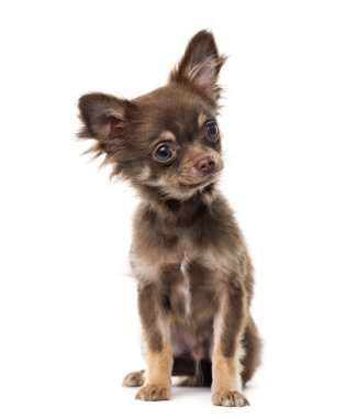 beyaz izole chihuahua köpek yavrusu