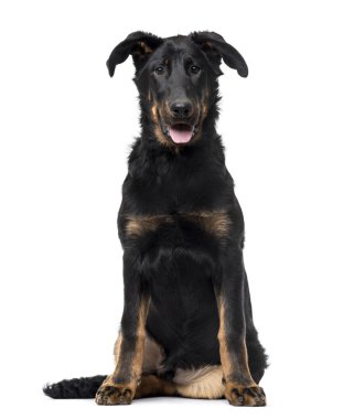 Beyaz izole Beauceron köpek yavrusu