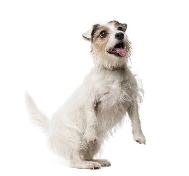 Jack Russell Terrier üzerinde beyaz izole