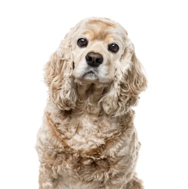 Amerikan cocker spaniel üzerinde beyaz izole