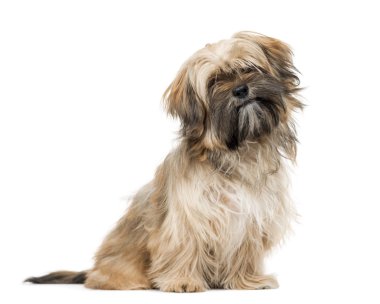 Shih Tzu puppy üzerinde beyaz izole