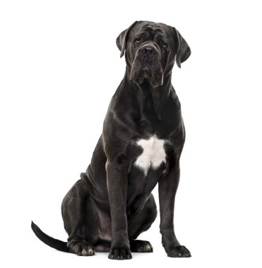 Cane Corso beyaz izole