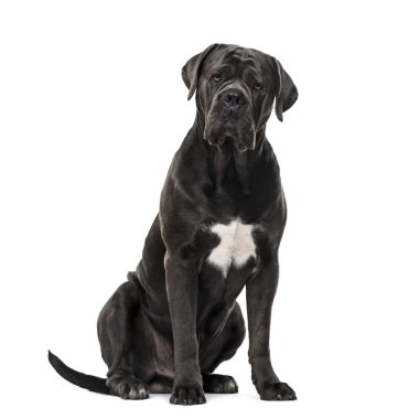 Cane Corso beyaz izole