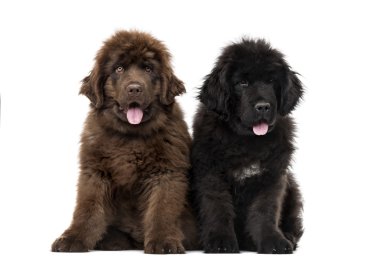Newfoundland köpek yavrusu, üzerinde beyaz izole Newfoundland