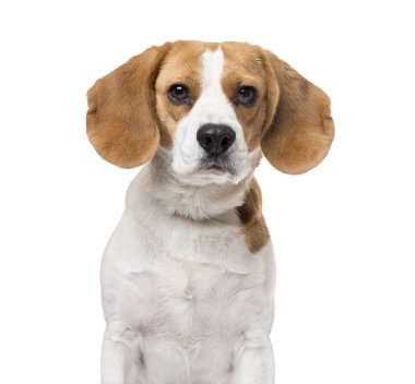 Beagle beyaz üzerinde izole