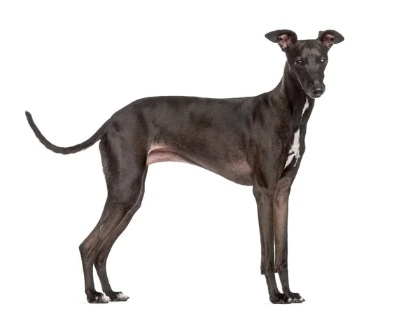 İtalyan beyaz izole Greyhound — Stok fotoğraf