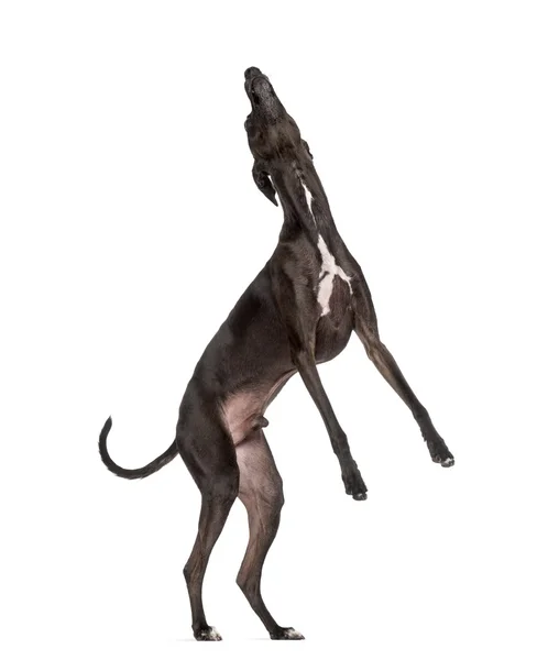 Greyhound italiano aislado en blanco —  Fotos de Stock