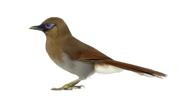 Garrulax caerulatus 스톡 사진, 로열티프리 Garrulax caerulatus 이미지 Depositphotos