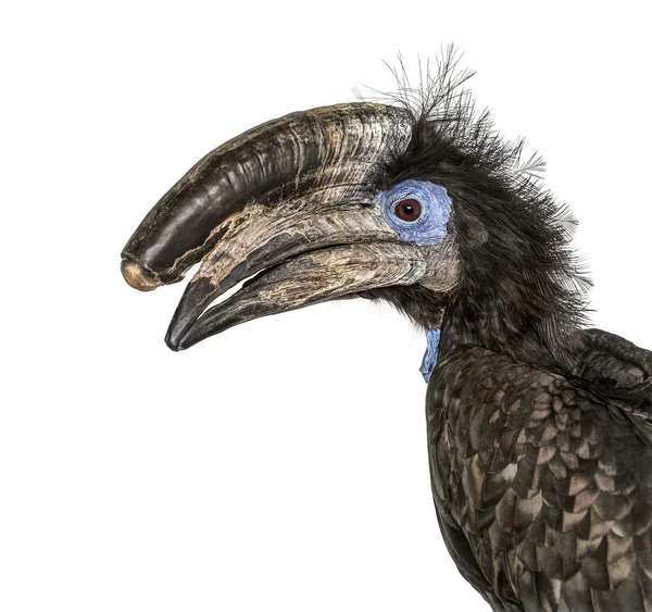 Svart Casqued Hornbill isolerad på vit — Stockfoto