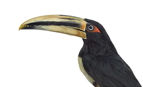 上白孤立的苍白 Mandibled Aracari — 图库照片