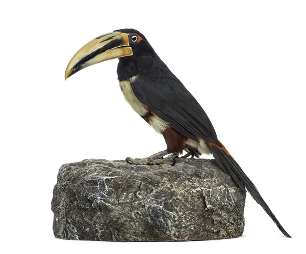 Aracari mandibé pâle isolé sur blanc — Photo