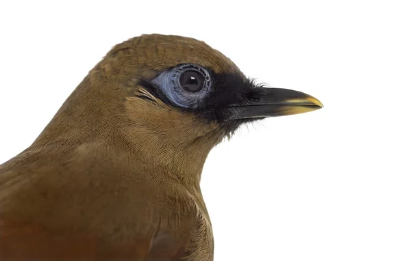 Grey jednostranný Laughingthrush izolované na bílém — Stock fotografie